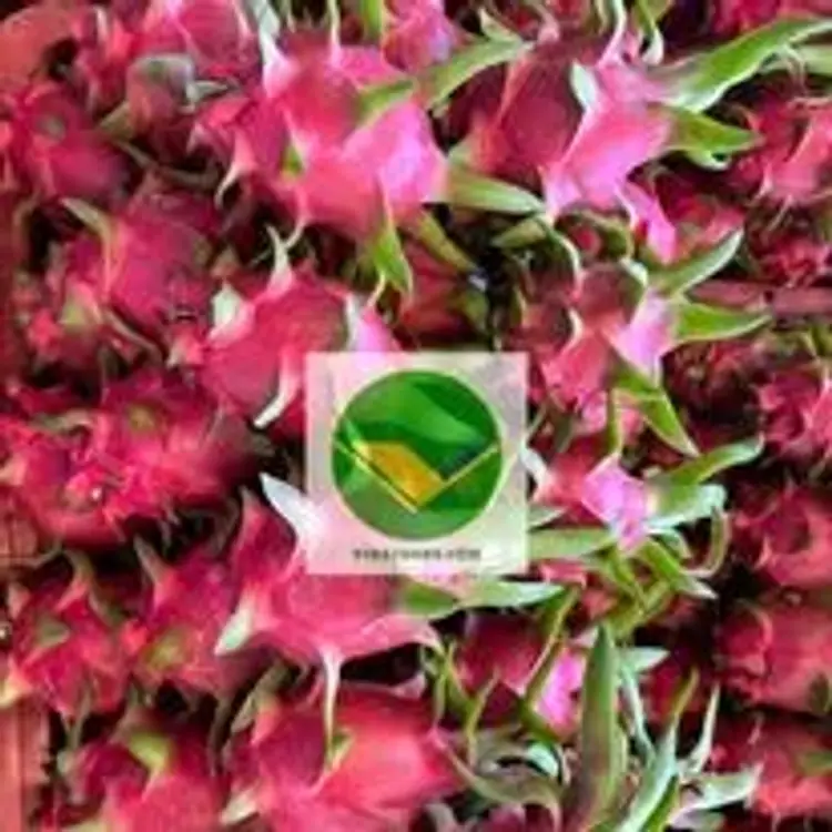 Thanh long tươi vikafoods 