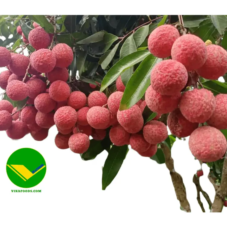 Vải đông lạnh vikafoods 