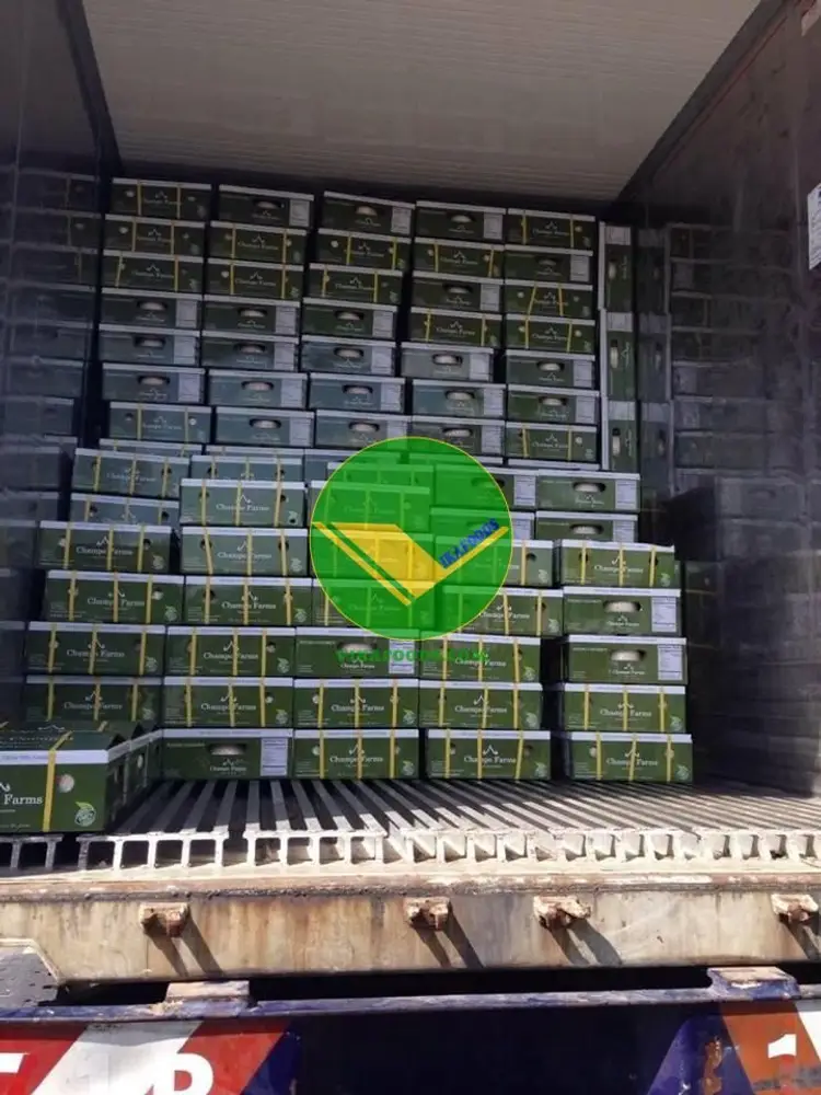 Vikafoods cung cấp cơm dừa đông lạnh  