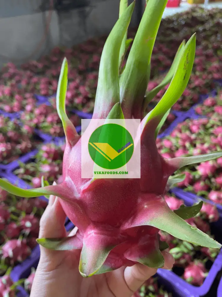 Vikafoods cung cấp trái thanh long tươi 