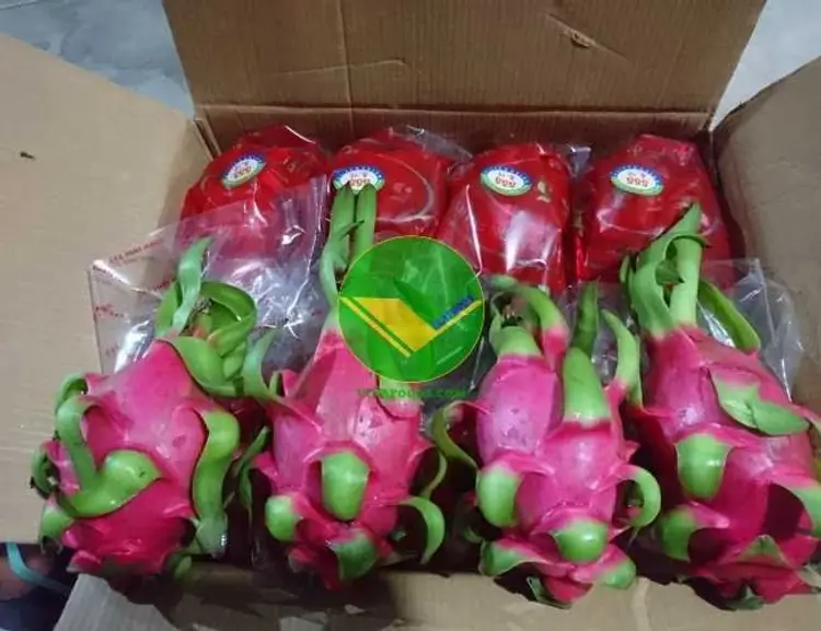 Vikafoods cung cấp trái thanh long tươi 