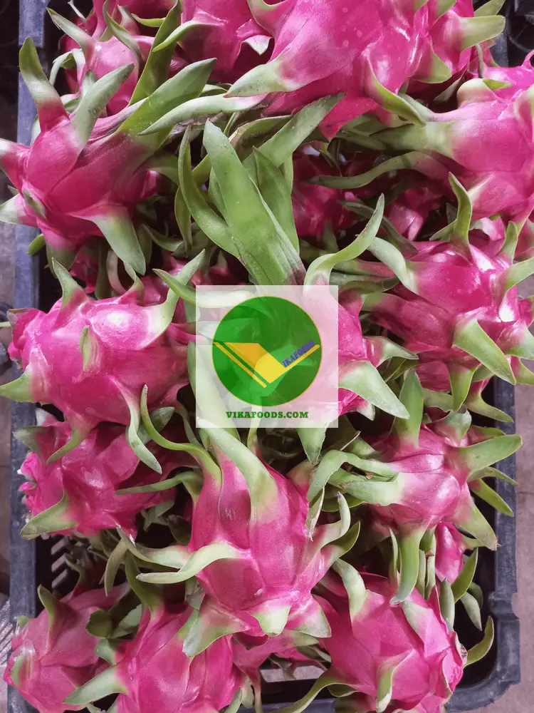 Vikafoods cung cấp trái thanh long tươi 