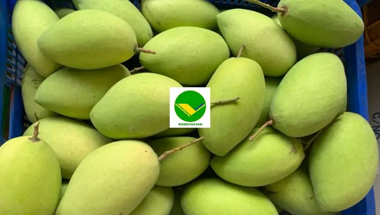 Xoài thơm ngon Vikafoods 