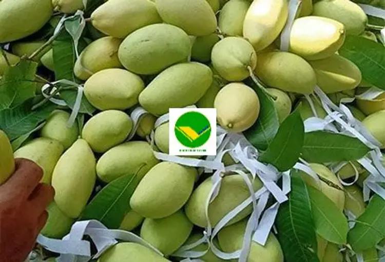 Xoài tươi ngon Vikafoods 