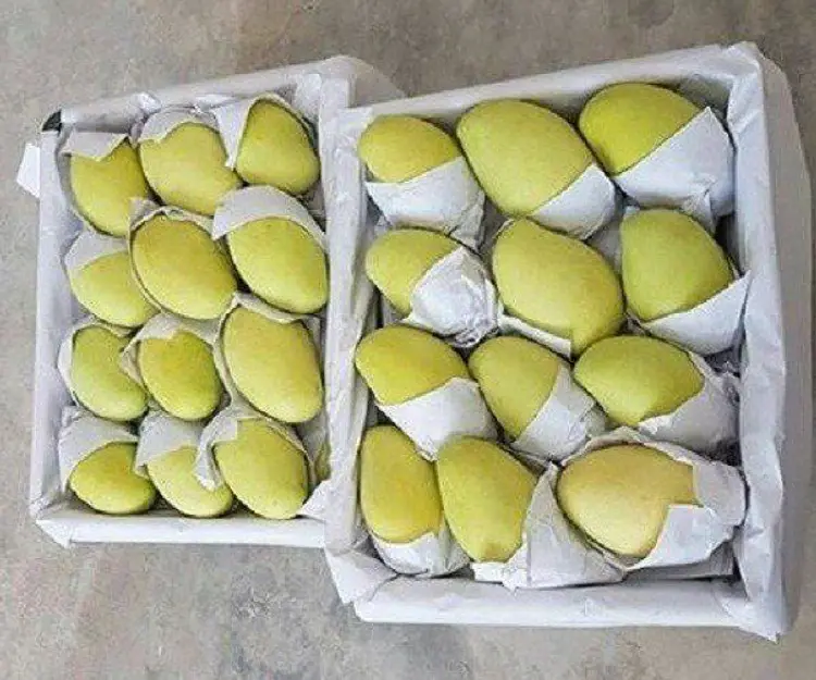 Xoài tươi vikafoods 